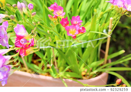 小蒼蘭花 小蒼蘭花 92329259
