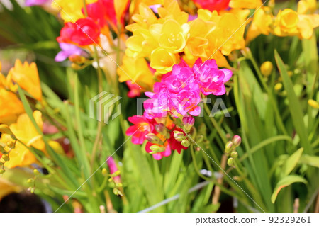 小蒼蘭花 小蒼蘭花 92329261
