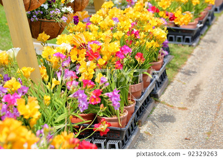 Freesia flowers 92329263