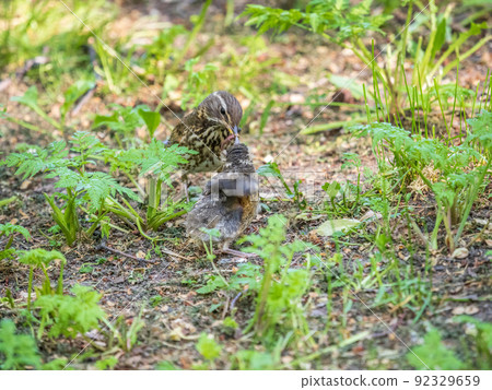 Wood bird Redwing, Turdus iliacus, feeds the chick with earthworms on the ground. An adult chick left the nest but its parents continue to take care of him. 92329659