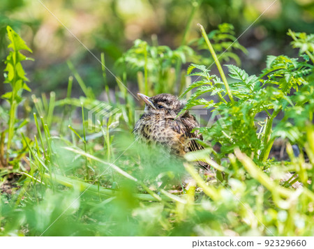 A Redwing chick, Turdus iliacus,, has left the nest and sitting on the spring lawn. A Redwing chick, a bird in the thrush family, sits on the ground and waits for food from its parents. 92329660