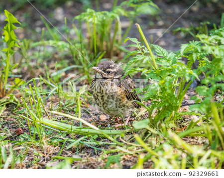 A Redwing chick, Turdus iliacus,, has left the nest and sitting on the spring lawn. A Redwing chick, a bird in the thrush family, sits on the ground and waits for food from its parents. 92329661