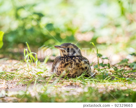 A fieldfare chick, Turdus pilaris, has left the nest and sitting on the spring lawn. A fieldfare chick sits on the ground and waits for food from its parents. 92329663