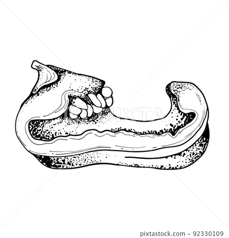 Drawing of a pepper cut into halves. Sketch of a ripe bell pepper. Black and white drawing. Organic vegetables. Sketch of vegetables. Engraving style illustration. Vector illustration Drawing of a pepper cut into halves. Sketch of a ripe bell pepper. Black and white drawing. Organic vegetables. Sketch of vegetables. Engraving style illustration. Vector illustration 92330109