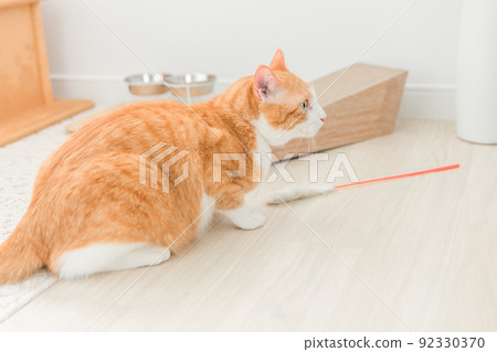 Cats that use cat jars Cats that use cat jars 92330370