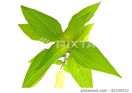 Pineapple aureum Pineapple aureum 92330552