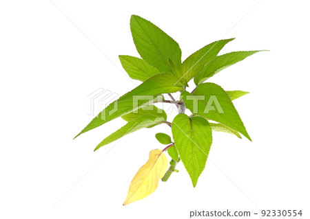 Pineapple aureum Pineapple aureum 92330554