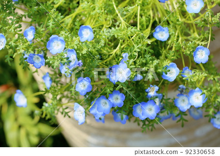 Nemophila flower 92330658