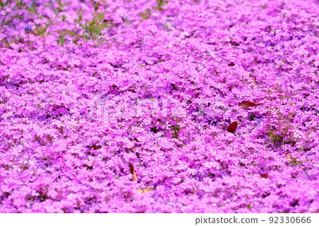 Shibazakura flowers Shibazakura flowers 92330666