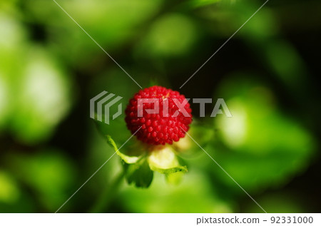 蛇草莓 蛇草莓 92331000