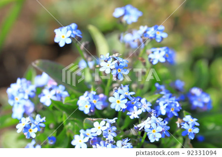 Pretty forget-me-not flowers Pretty forget-me-not flowers 92331094
