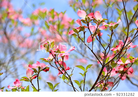 山茱萸花 山茱萸花 92331282