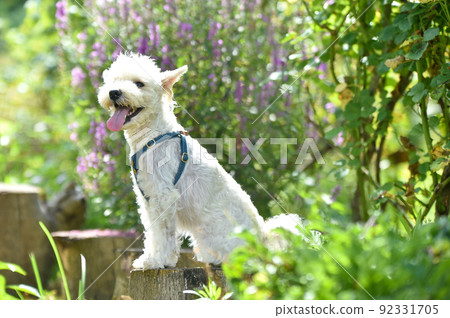 大自然中推薦的迷你雪納瑞 92331705