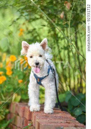 Miniature Schnauzer recommended in nature 92331712