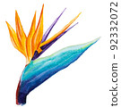 A paradise flower, Strelitzia Royal on a white background. Watercolor illustration 92332072