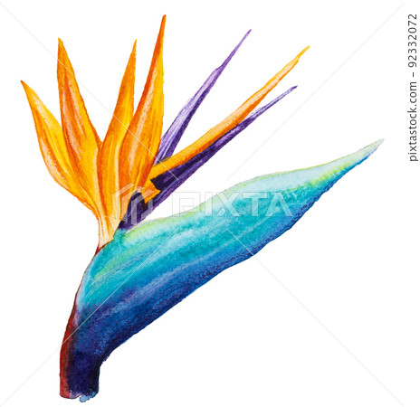 A paradise flower, Strelitzia Royal on a white background. Watercolor illustration A paradise flower, Strelitzia Royal on a white background. Watercolor illustration 92332072