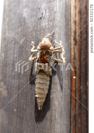 Anotogaster sieboldii shell on a pillar of a building 92332178