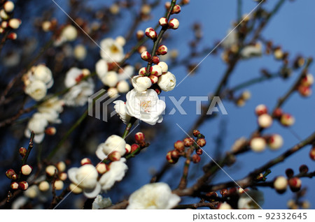 Umebayashi Park I saw someday 92332645