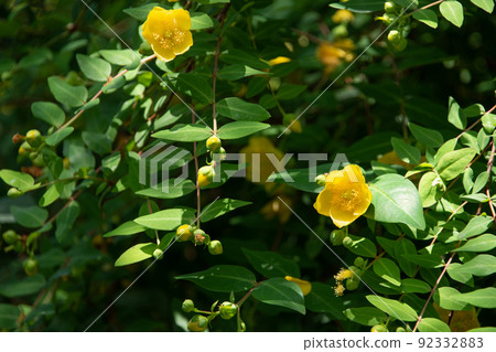 Bright yellow flowers in the meadow 92332883