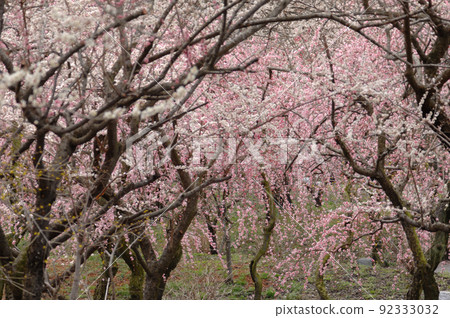 某天看到的梅林公園 某天看到的梅林公園 92333032