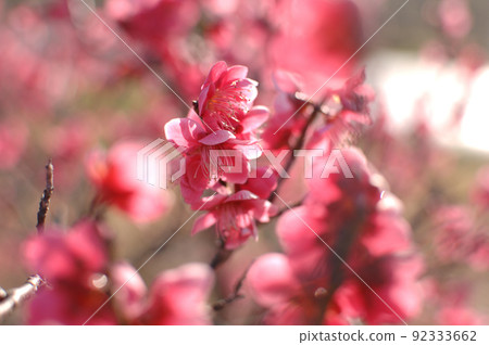 拜林公園 拜林公園 92333662