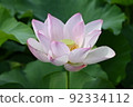 荷花池 92334112
