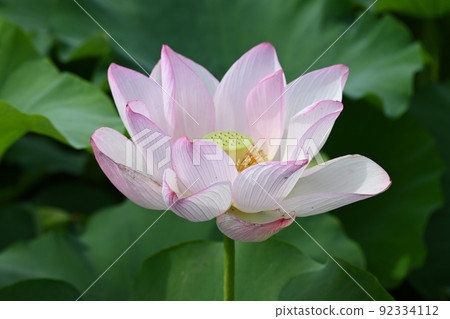 荷花池 92334112