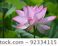 荷花池 92334115