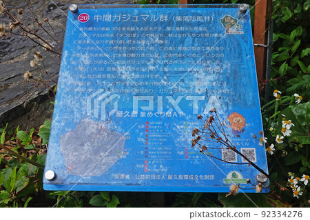 Yakushima Middle Gajumaru Group Yakushima Middle Gajumaru Group 92334276