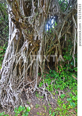 Yakushima Middle Gajumaru Group Yakushima Middle Gajumaru Group 92334283