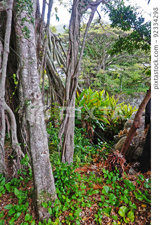 Yakushima Middle Gajumaru Group Yakushima Middle Gajumaru Group 92334298