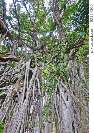 Yakushima Middle Gajumaru Group Yakushima Middle Gajumaru Group 92334300