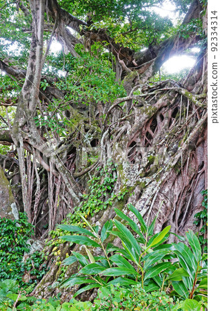 Yakushima Middle Gajumaru Group Yakushima Middle Gajumaru Group 92334314