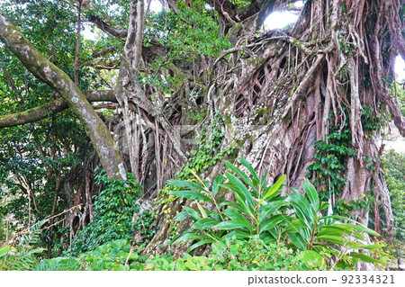 Yakushima Middle Gajumaru Group Yakushima Middle Gajumaru Group 92334321