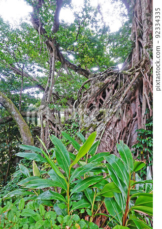 Yakushima Middle Gajumaru Group Yakushima Middle Gajumaru Group 92334335