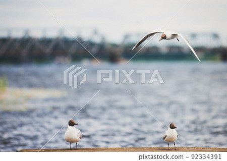 Three cute seagulls on a wooden pier 92334391