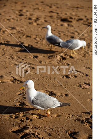 Three seagulls walk on the sea beach Three seagulls walk on the sea beach 92334394