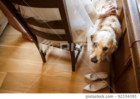 The cute dog and the wedding shoes The cute dog and the wedding shoes 92334395