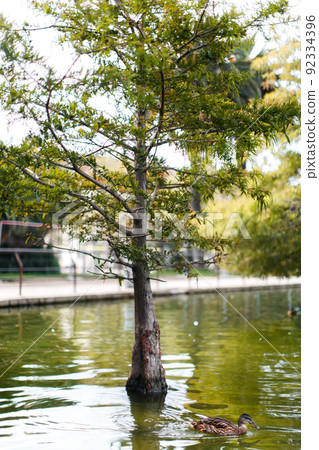 Duck swims on the lake near the tree Duck swims on the lake near the tree 92334396
