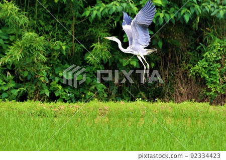 2021 A gray heron with its wings spread wide from a paddy field with beautiful greenery in Hatoyama, which was selected as the happiest town in Japan. 92334423