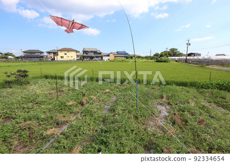 Bird chasing kite watermelon field late July Bird chasing kite watermelon field late July 92334654