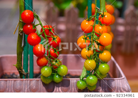 夏日陽光下明亮的紅色和橙色西紅柿 92334961