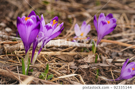 Wild purple and yellow iris Crocus heuffelianus flowers growing in shade, dry grass and leaves around 92335144