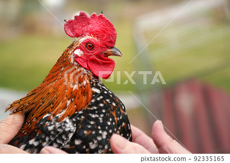 Small bantam chicken rooster with bright red comb, closeup detail with hands on feathers 92335165
