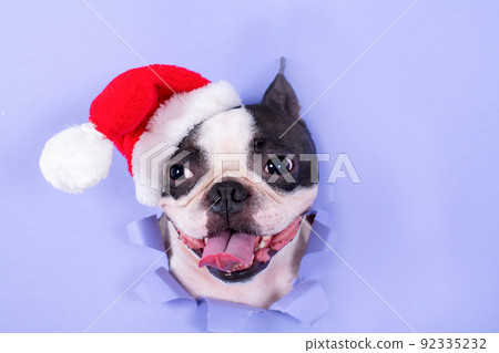 The head of a happy Boston Terrier dog looks out through a hole made of blue paper in a Santa Claus hat. Creative. Minimalism. The concept of New Year and Christmas The head of a happy Boston Terrier dog looks out through a hole made of blue paper in a Santa Claus hat. Creative. Minimalism. The concept of New Year and Christmas 92335232