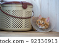 Sad red cat after sterilization operation. The frightened cat lies in a secluded place. 92336913