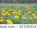 Dandelion field on a sunny day. Blooming dandelions in the spring on a meadow. 92336914