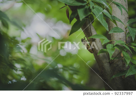 初夏在樹上棲息的海亞勒薩 初夏在樹上棲息的海亞勒薩 92337997