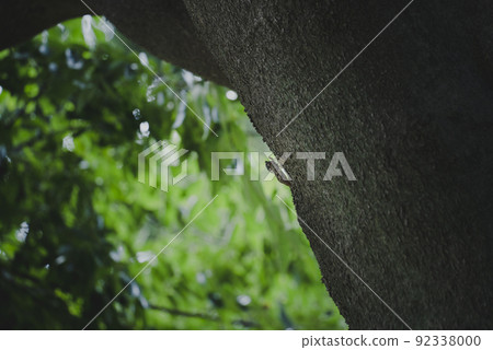 初夏，棕蟬棲息在樹上 92338000