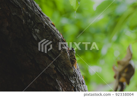 Brown cicada perching on a tree in early summer Brown cicada perching on a tree in early summer 92338004